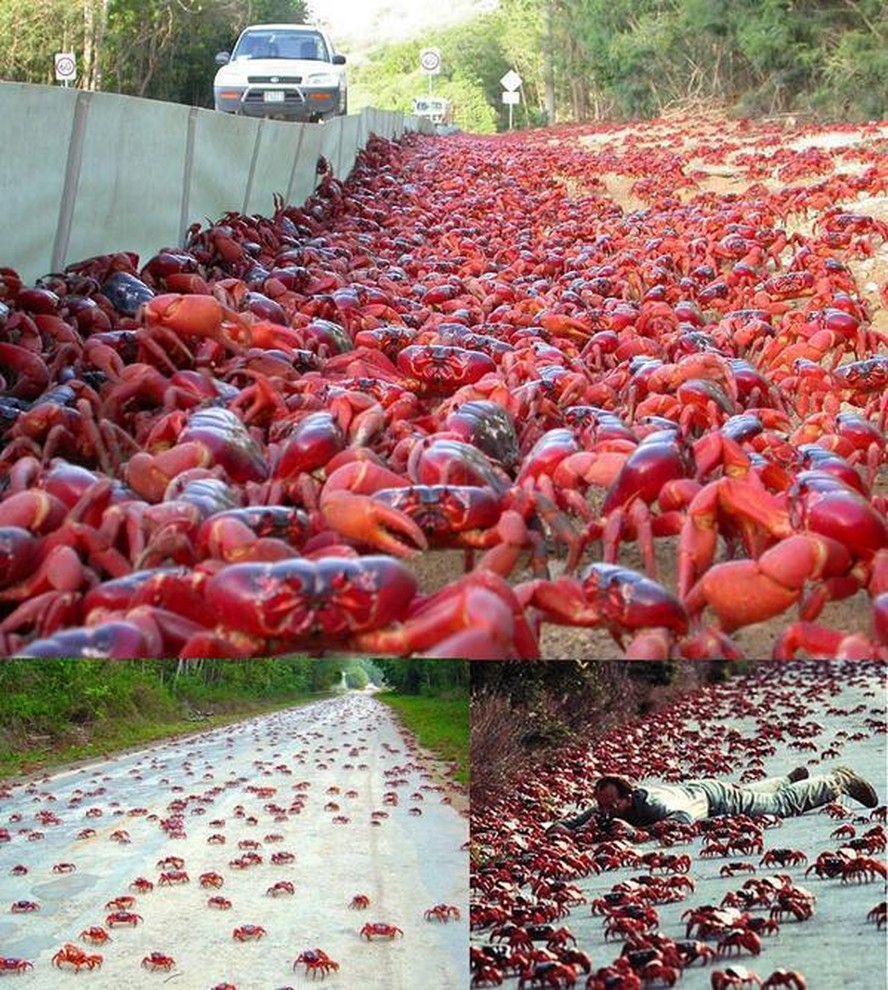 Imagem impressionante da migração anual do Caranguejo Vermelho