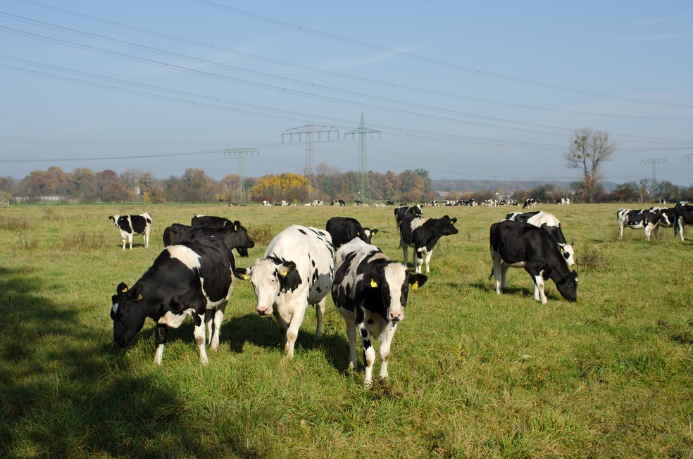 Vacas no pasto: arroto e flatulências de ruminantes contribuem para emissão de CH4.  — Foto:  Visdia/GettyImages