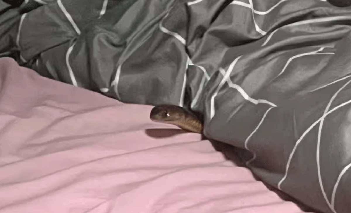 Real nightmare: An Australian woman was bitten by a deadly snake in her bed  Biodiversity