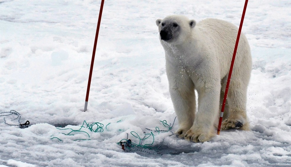 Urso polar visita a expedição Synoptic Arctic Survey, em 2021, organizada pela Secretaria de Pesquisa Polar da Suécia. — Foto: Hans Jorgen Hansen