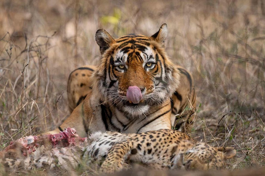 Menção especial sobre Comportamento Animal: 'It’s a Cat-eat-cat World', de Karthik Mohan Iyer