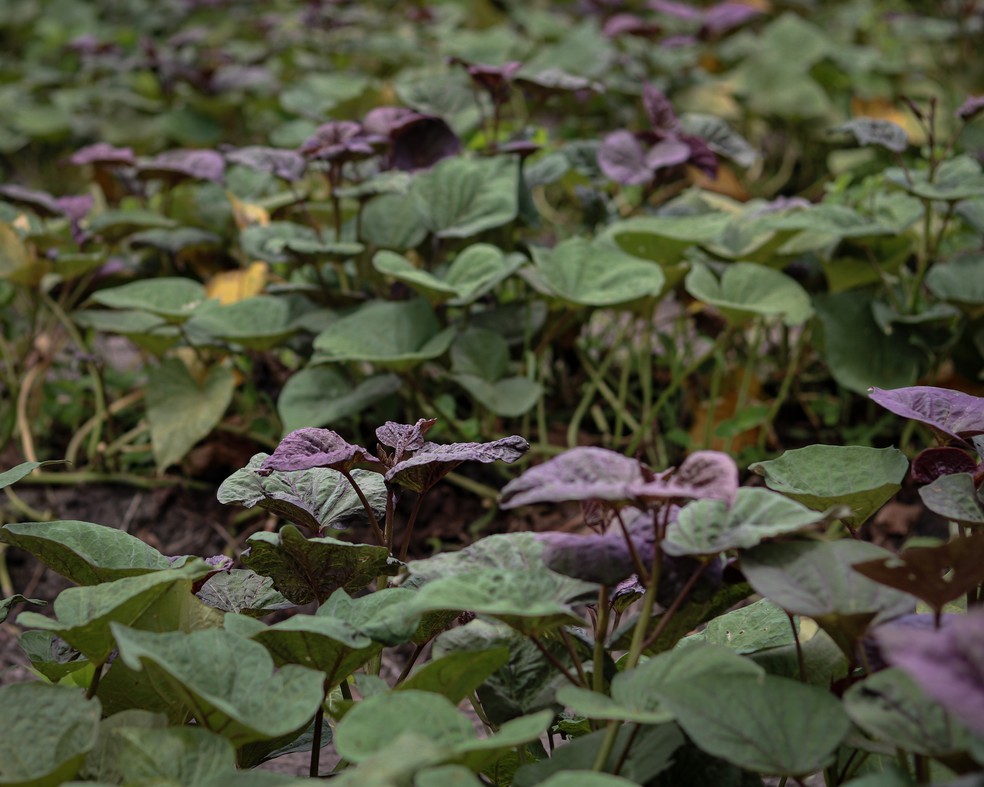 Sweet potato plants growing.