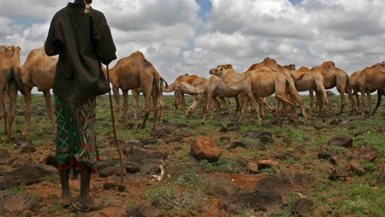 Com mudanças climáticas, camelos estão substituindo as vacas no Quênia