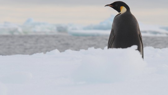 Pinguins da Antártida podem sumir até 2100 caso ritmo do aquecimento persista