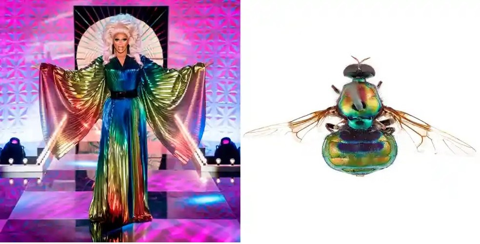 Mosca opaluma rupaul recebeu nome em homenagem à famosa drag queen e apresentadora de TV — Foto: Reprodução Ru Paul Drag Race/  CSIRO 