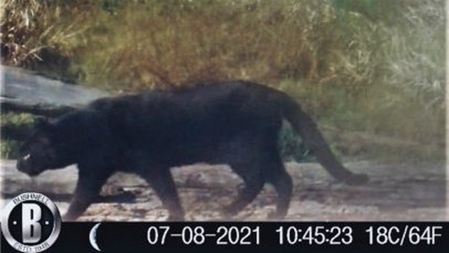 Gato-palheiro-pampeano da cor preta, flagrado em 8 de julho de 2021 no Campo de Instrução Barão de São Borja (RS)