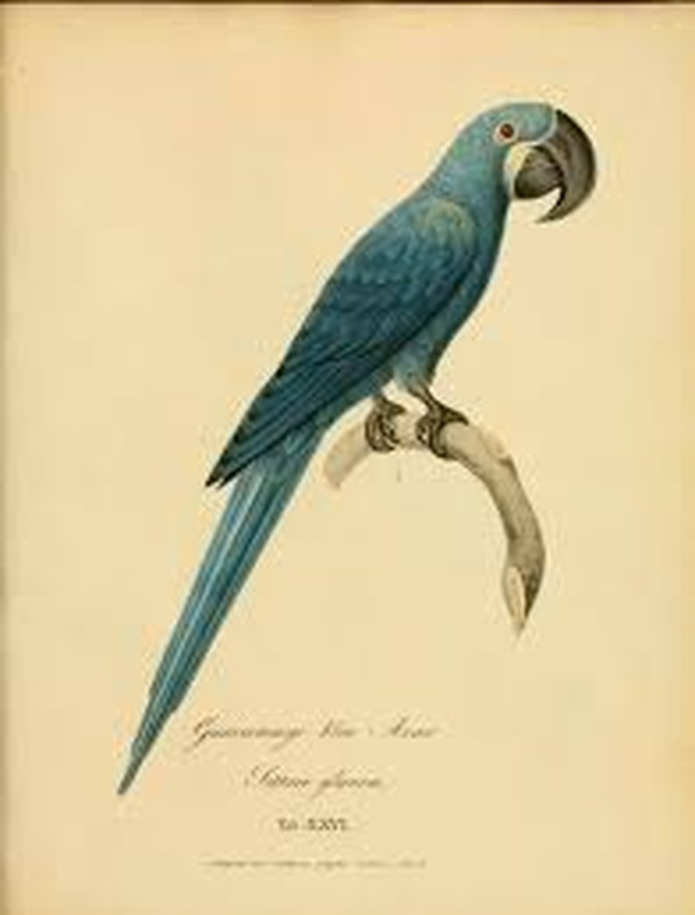 Desenho do que a Arara-azul-pequena poderia se parecer, de acordo com relatos � Foto: Animalia Bio