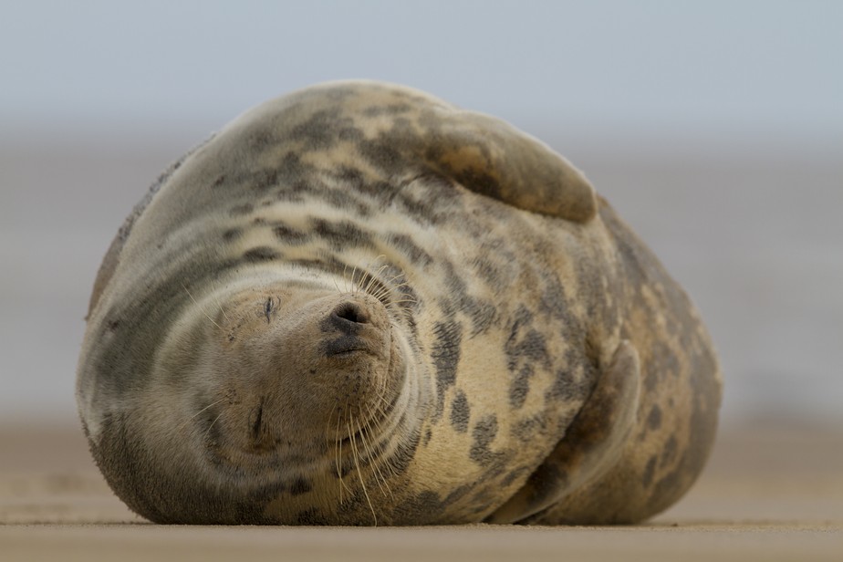 Centenas de focas cochilando no Tamisa dão esperança após o rio ter sido declarado morto