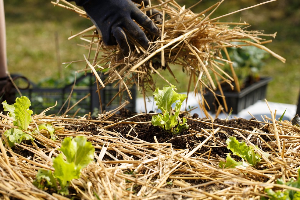 Jardineiro plantando mudas em canteiros recém-arados e espalhando cobertura de palha para proteger o solo — Foto: Getty Images