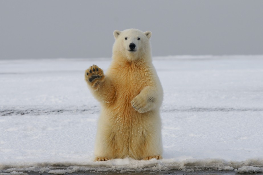 O Pequeno Urso Polar, Wiki Dobragens Portuguesas