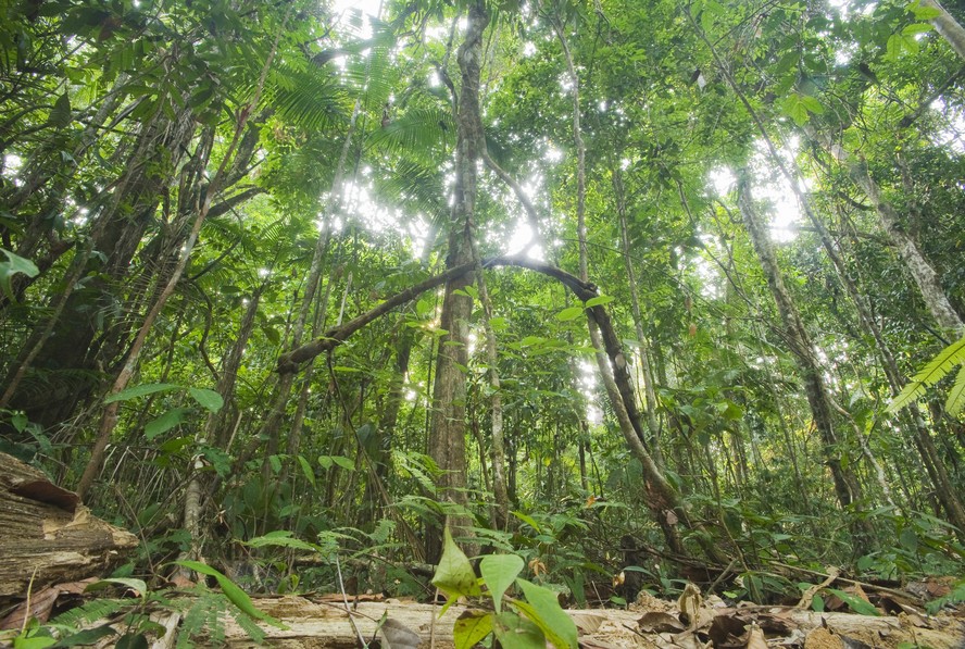 PlenaMata chama atenção para a conservação da floresta Amazônica