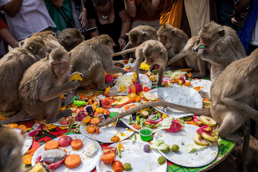 Macacos durante festividade popular dedicada aos animais em Lopburi.