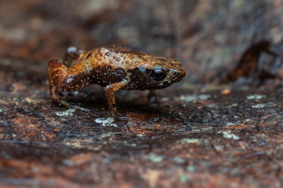 Sapo-pulga Brachycephalus dacnis em seu ambiente natural — Foto: Lucas Machado Botelho/Projeto Dacnis