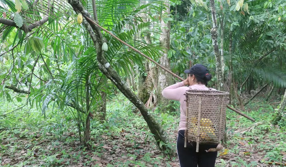 Colheita de cacau de várzea da Cacauré, que fica em Mocajuba, na região do Baixo Rio Tocantins. — Foto: Ariane Artioli/Cacauré