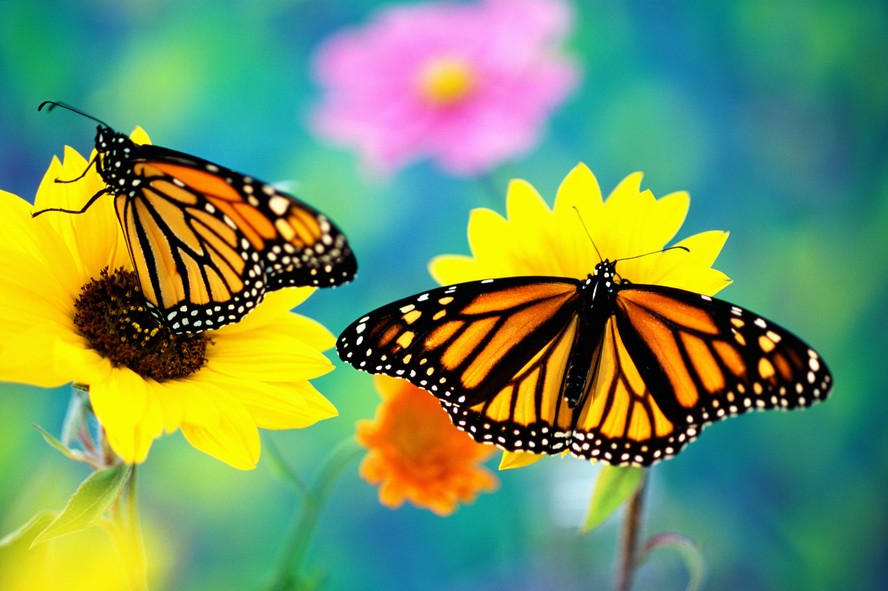 Após quase desaparecerem, borboletas monarcas retornam à Califórnia
