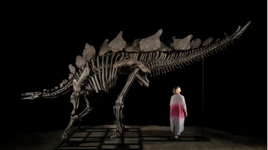 Esqueleto de estegossauro descoberto em quintal será leiloado por R$ 31,2 milhões