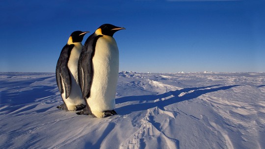 O que a Antártica de hoje revela sobre o planeta de amanhã
