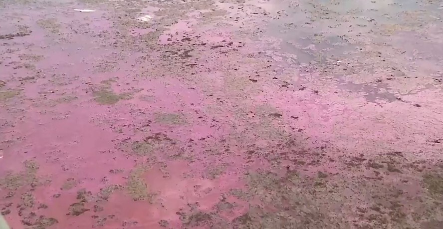 Lago Techirghiol, na Romênia,  foi coberto por uma mancha rosa em suas margens