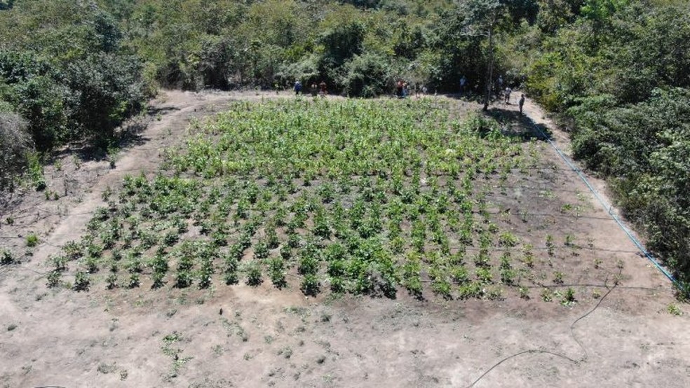 Comunidade indígena Anzol na região Murupu fortalece produção orgânica utilizando sistema de energia solar — Foto: Divulgação CIR