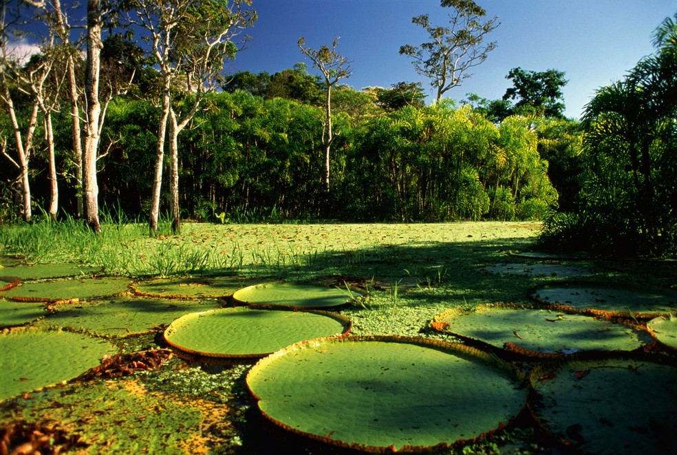 Uma área de floresta quase do tamanho do município do Rio de Janeiro foi desmatada na Amazônia Legal apenas em maio de 2021 — Foto: Getty Images