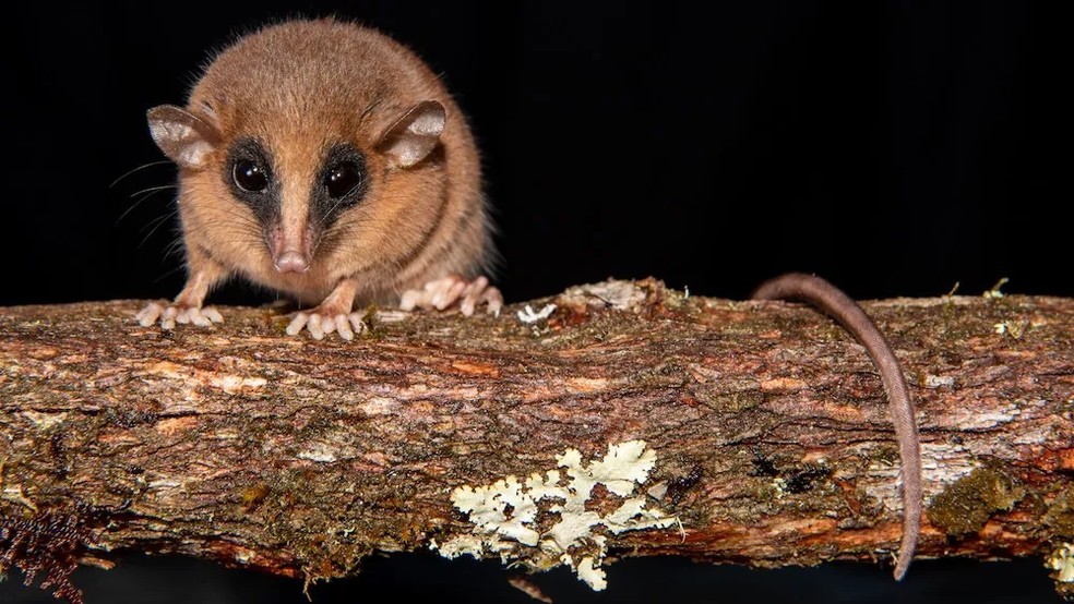 10 centímetros de fofura: mini marsupial de olhos grandes é descoberto ...