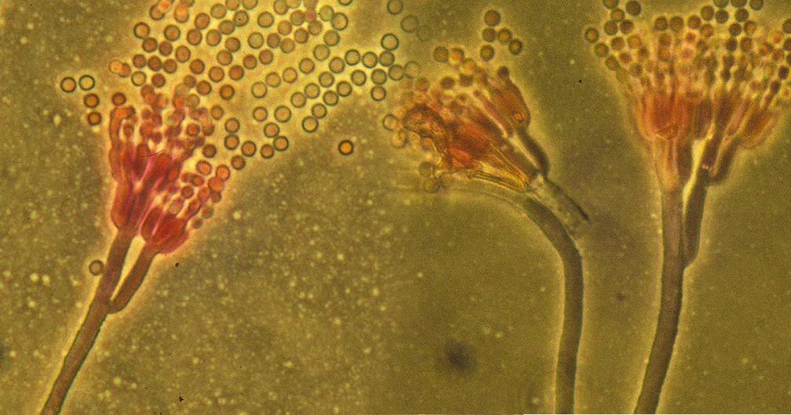 Na imagem, fungo Penicillium echinulatum extraído da alga Adenocystis utricularis, alvo dos estudos porque está associada à alta incidência de radiação dos raios ultravioleta UVA e UVB, na Antártica
