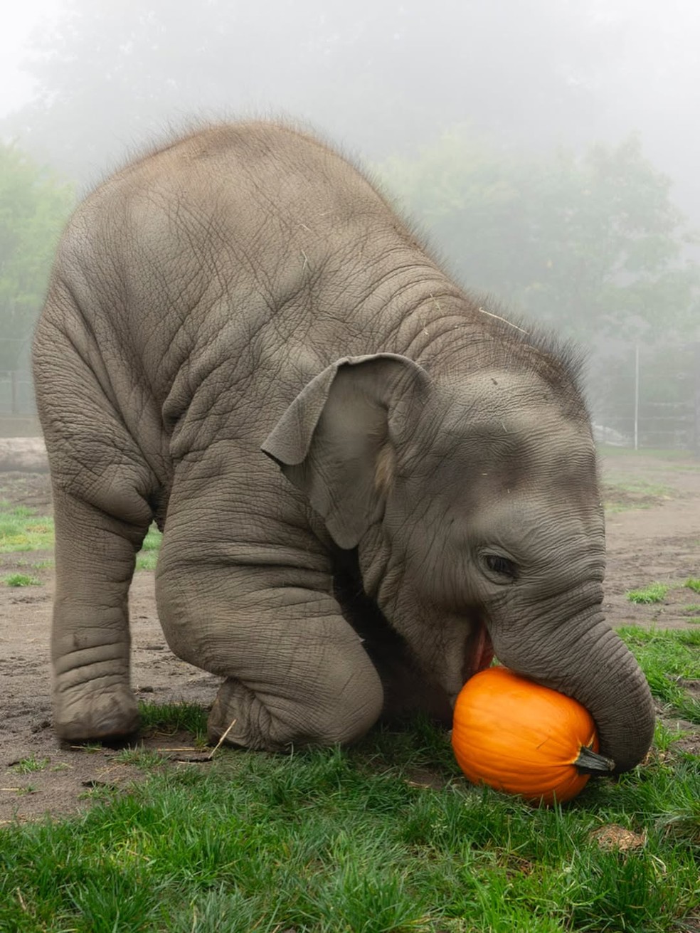 Elefante esmagando abóbora — Foto: Reprodução/Oregon Zoo