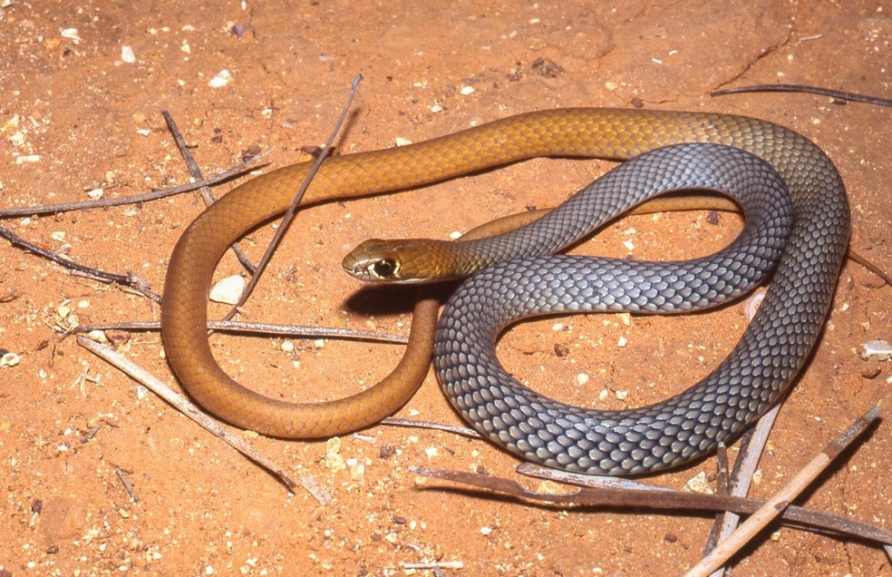 Cobra "chicote do deserto" — Foto: Mark Hutchinson/South Australian Museum