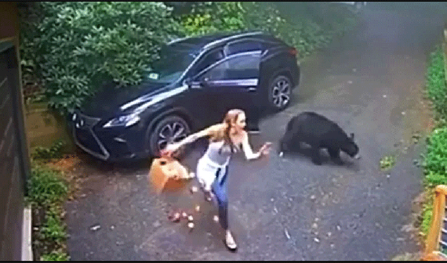 Mulher foge de urso ao abrir carro SUV