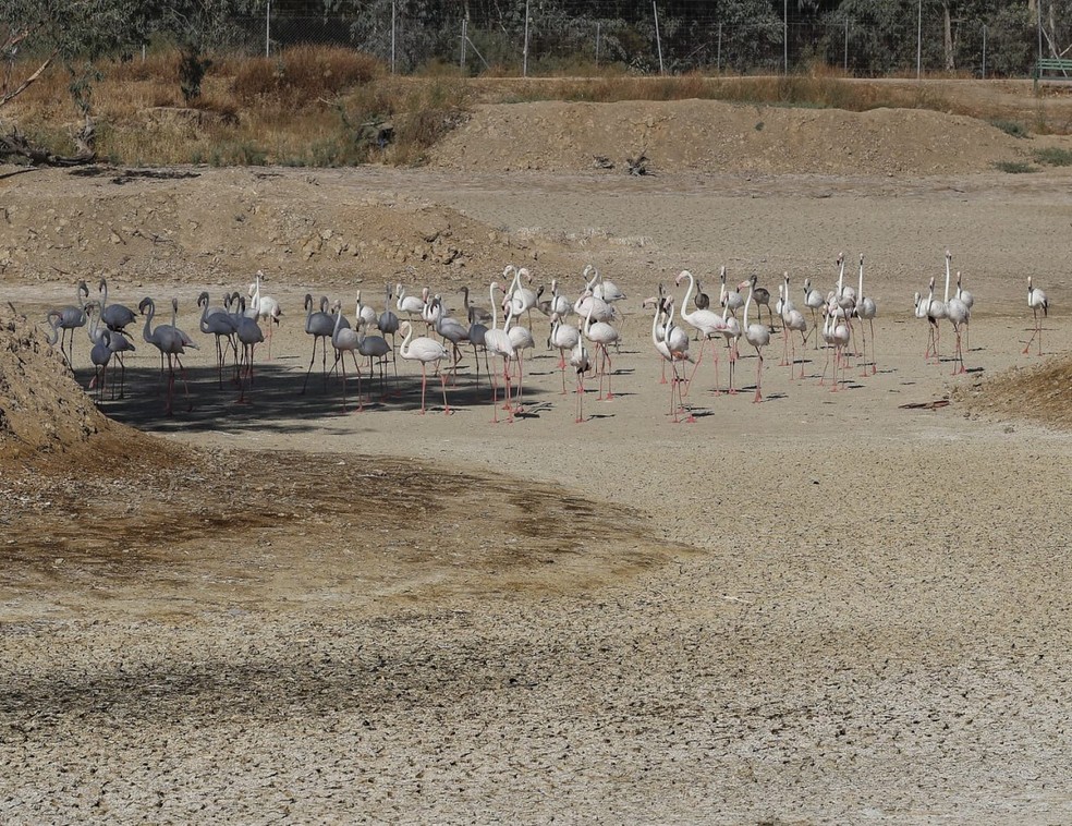 Flamingos na Lagoa de Fuente de Piedra, Málaga. — Foto: (MITECO) 2022