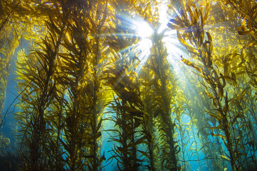 Por que as algas marinhas podem ser o tecido do futuro?, Consumo  Consciente