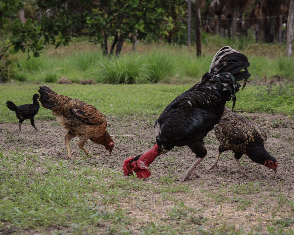 Chickens from the poultry project — Photo: Amanda Magnani