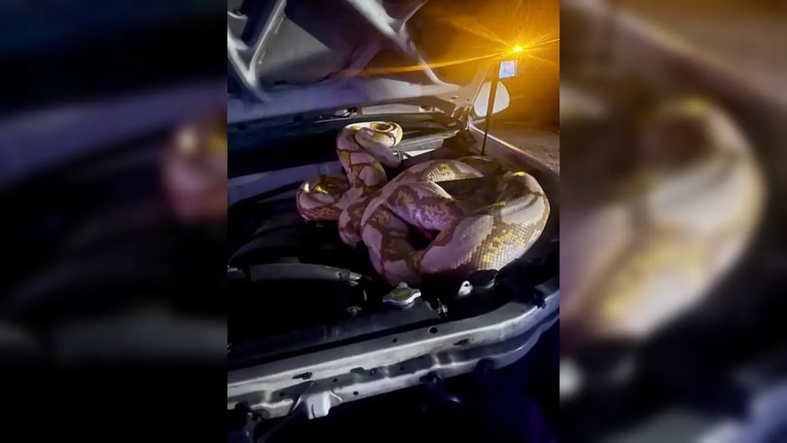 Cobra gigante de 4,5 metros causa pânico no Texas e se esconde em motor ...