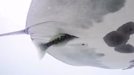 Assista: peixes entram pelo ânus de arraias-manta para se esconder, mostra estudo científico