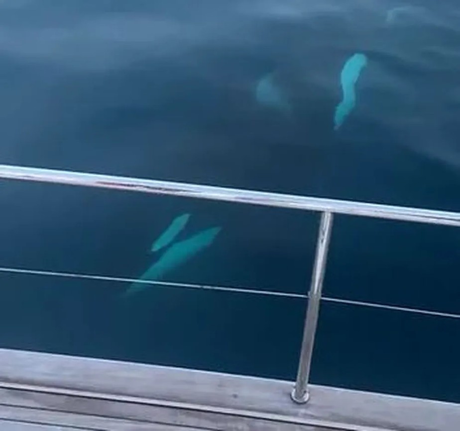 Orcas se aproximam de embarcação
