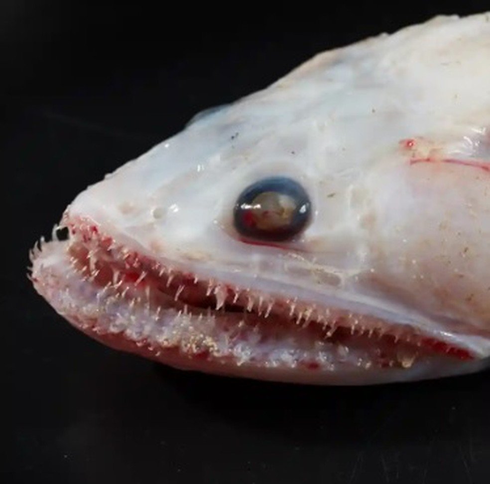 Um voraz peixe lagarto "highfin" encontrado pela expedição que desbravou as profundezas de ilha de território australiano — Foto: Benjamin Healley