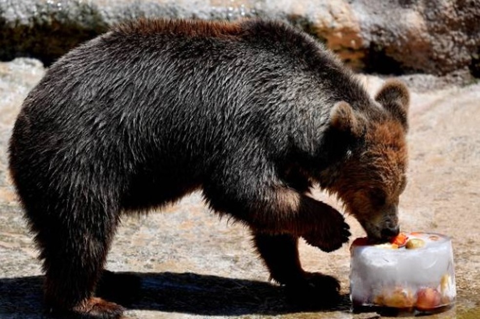 Urso comendo frutas congeladas para escapar de calor no Bioparco de Roma — Foto: Getty Images