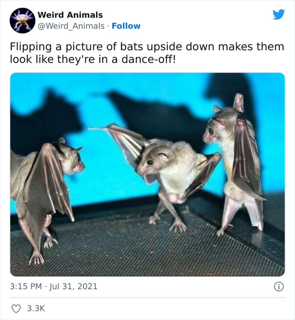Morcegos — Foto: Reprodução / Twitter 