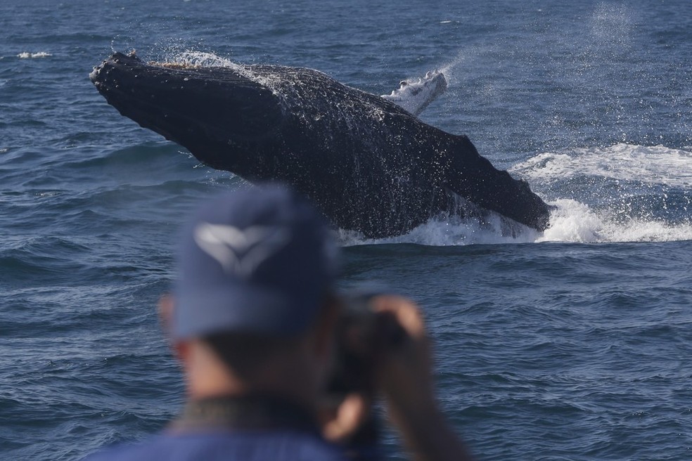 Integrante da expedição registra o salto da baleia — Foto: Custódio Coimbra