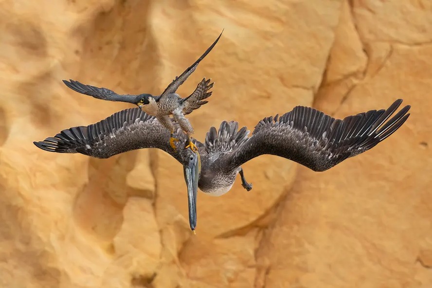 Foto de Jack Zhi, EUA, vencedora do concurso, mostra um falcão peregrino atacando um pelicano marrom
