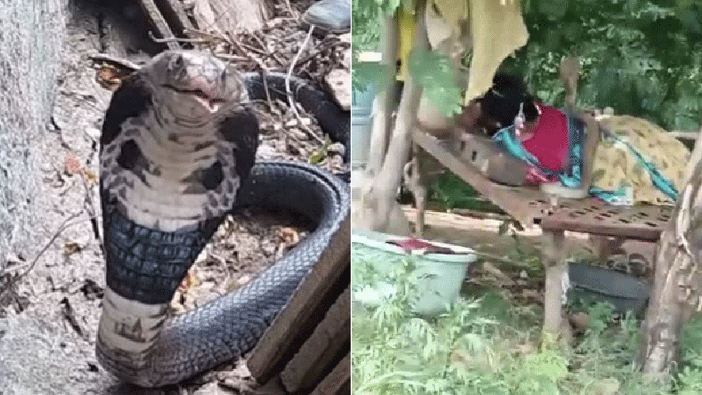 Cobra-real subindo em mulher na Índia — Foto: Reprodução (YouTube e Twitter)