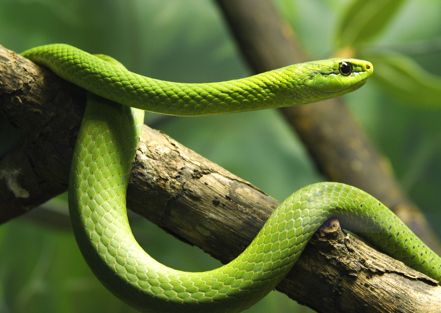 Envenenamento por cobras aumentou com as mudanças climáticas - Olhar Digital