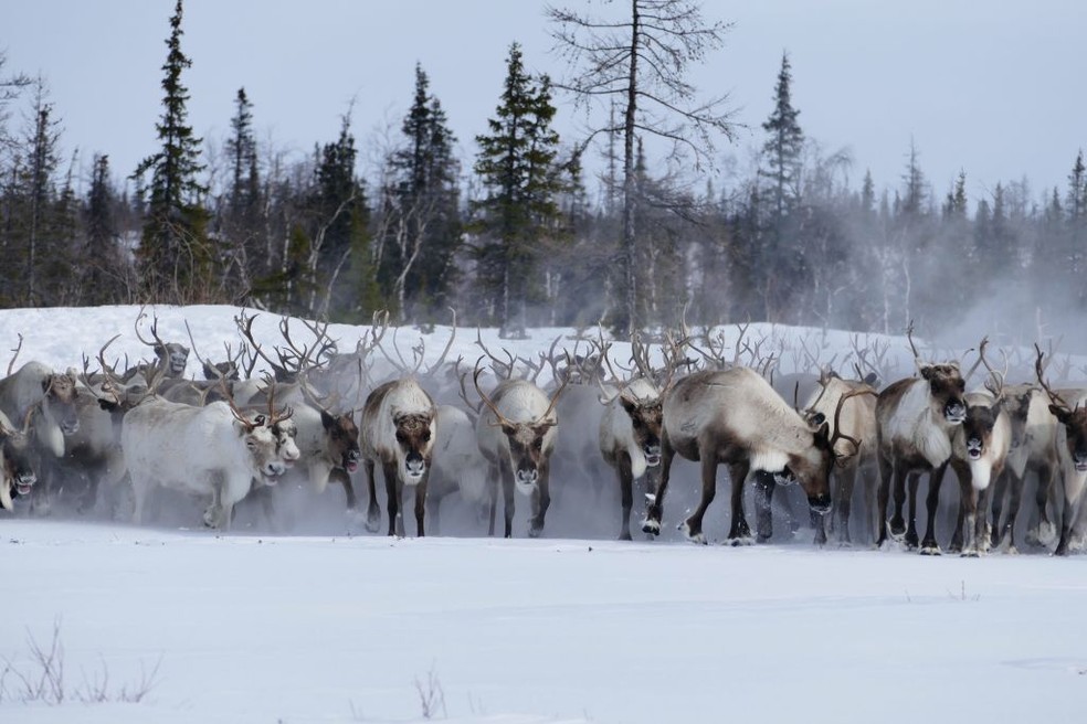 Grupo de renas na peninsúla de Yamal, na Sibéria — Foto: Getty Images
