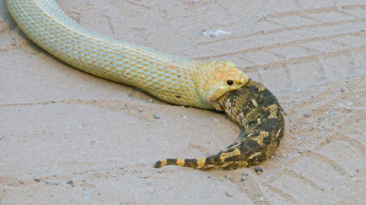 ‘Surreal event’: Snake eaten alive slides inside larger snake |  Biodiversity