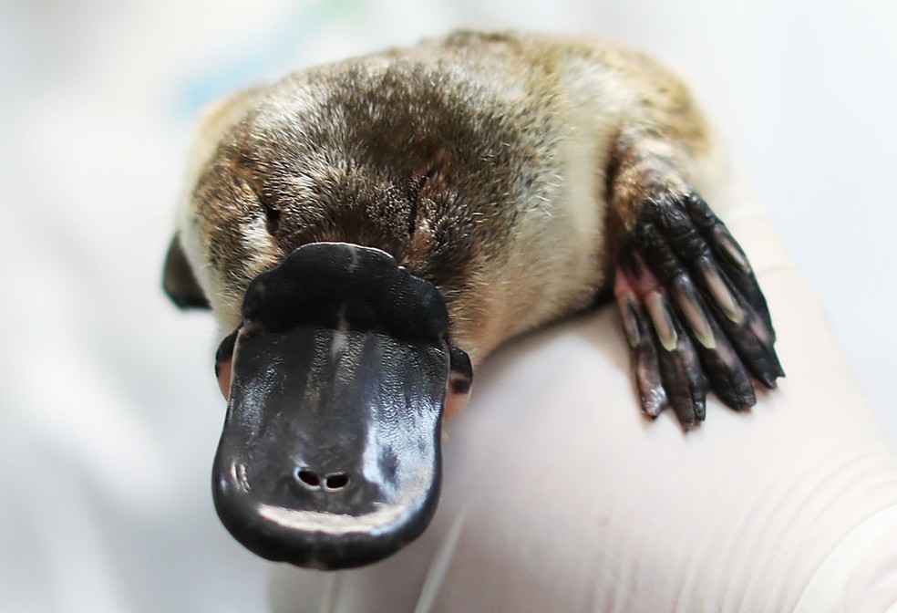 Ornitorrinco (imagem ilustrativa) — Foto: Mark Metcalfe/Getty Images