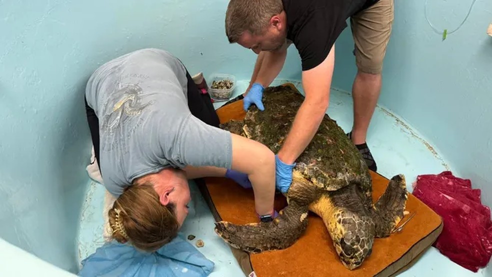 Tartatura-marinha resgatada — Foto: Gulf Center for Sea Turtle Research / FOX Weather