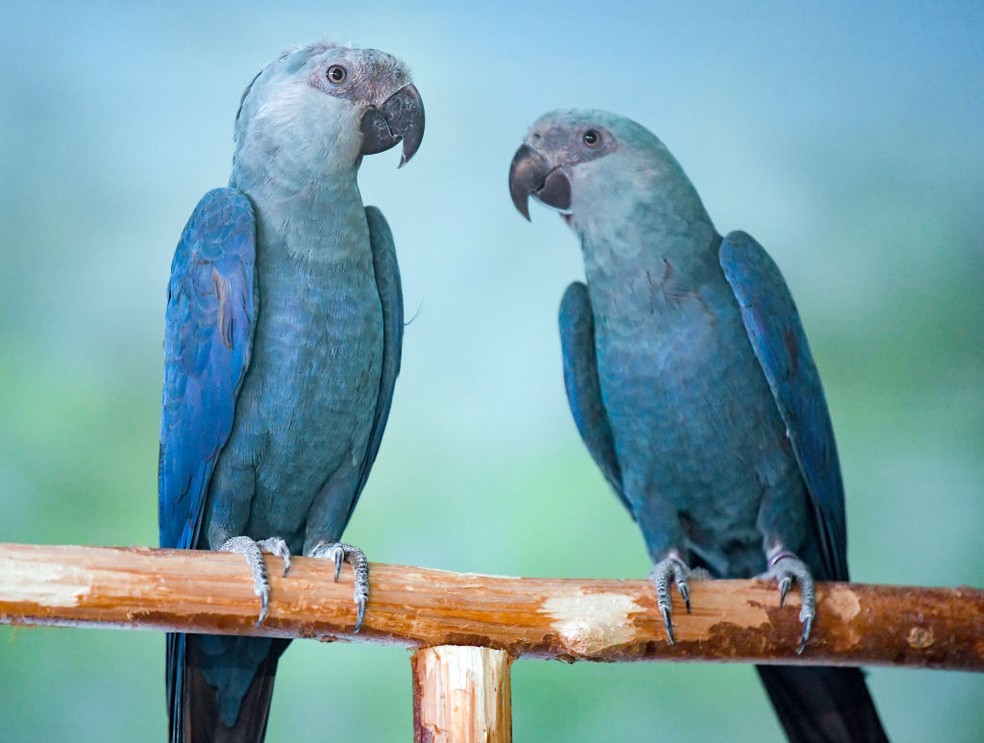A ararinha-azul foi considerada extinta da natureza em 2000 — Foto:  Patrick Pleul/picture alliance via Getty Images)