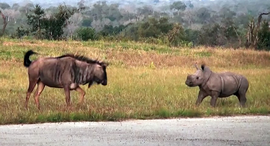 Filhote de rinoceronte interage com gnus em reserva na África do Sul.