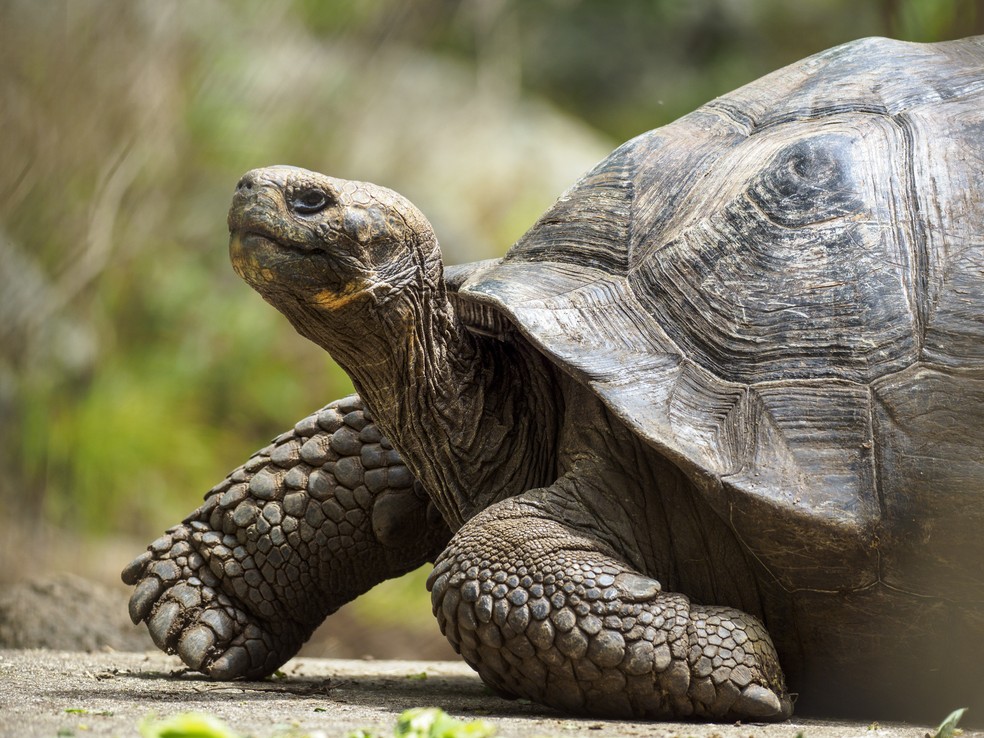 Cascos de tartarugas podem trazer presença de urânio, permitindo estudar alcance de testes nucleares — Foto: Getty Images