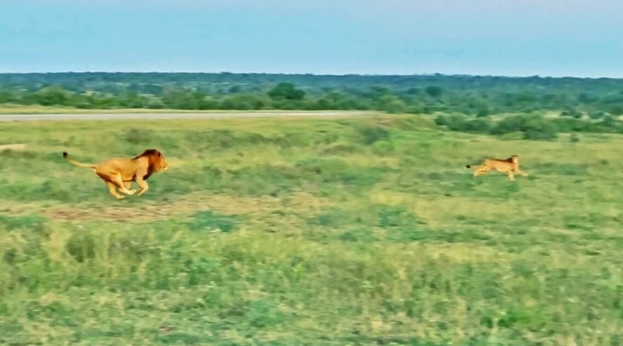 Leão testa a sorte e tenta correr mais rápido do que guepardo